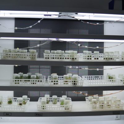 Plant Tissue Culture Lab