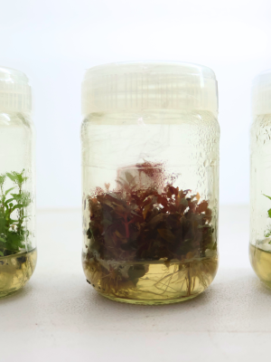 plant tissue updated